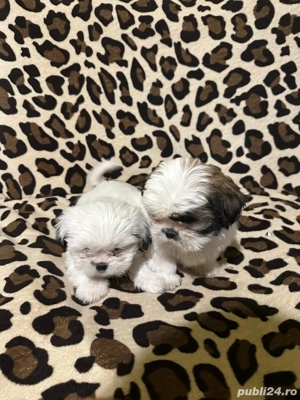 shih tzu isi cauta casută    