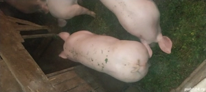 porci de tara 90 100kg 18 lei viu - imagine 2