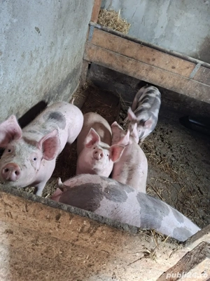 vand porci - imagine 4