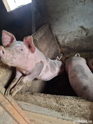 vand porci - imagine 3