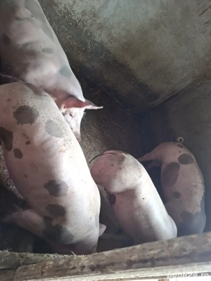 vand porci - imagine 2