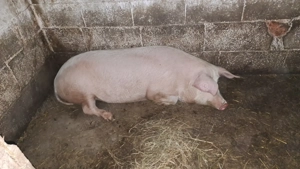 Vând scroafe cu vârsta de un an