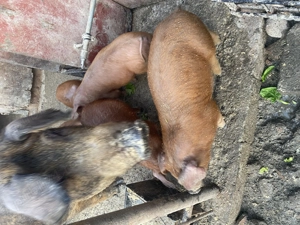 Purcei de vânzare !