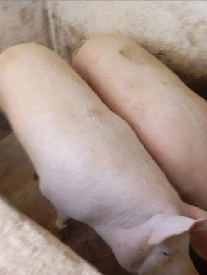 Vand porc de carne PECIU NOU - imagine 2