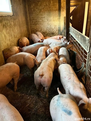 Vând porci de carne - imagine 5