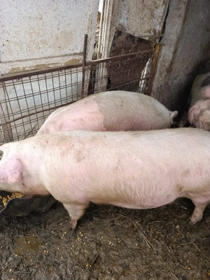 Porci de țară crescuți bio ca odinioară 