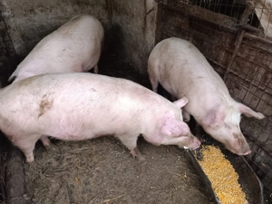 Porci de țară crescuți bio ca odinioară  - imagine 4