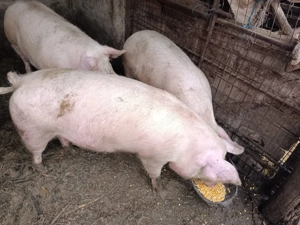Porci de țară crescuți bio ca odinioară  - imagine 2