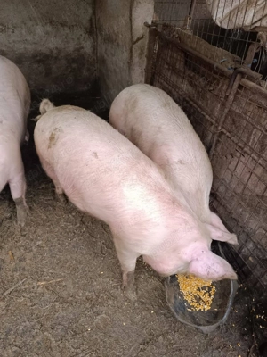 Porci de țară crescuți bio ca odinioară  - imagine 3