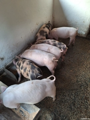 grasuni de vanzare  - imagine 2