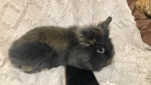 Iepuraș cap de leu  - imagine 2