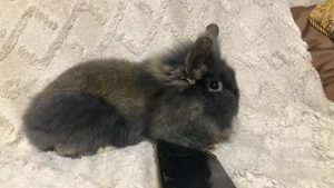 Iepuraș cap de leu  - imagine 3