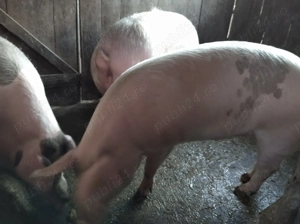 Porc de vanzare 