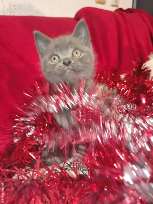 british short hair blue 