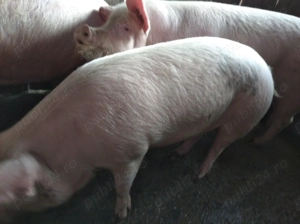 Porc de vanzare  - imagine 2