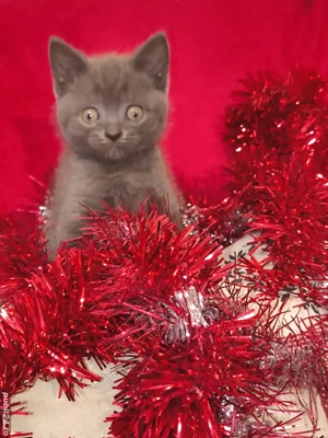 british short hair blue  - imagine 2