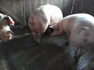 Porc de vanzare  - imagine 4