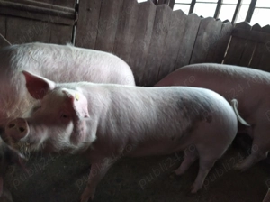 Porc de vanzare  - imagine 5