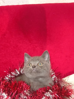 british short hair blue  - imagine 3