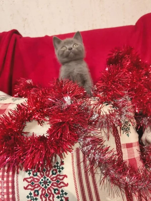 british short hair blue  - imagine 4