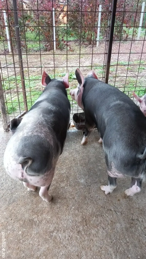 Porci Stalpeni Argeș  - imagine 2