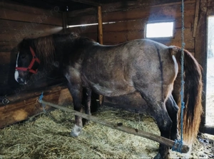 Vând iapă de 10 ani