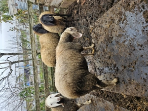 Berbec Bergamasca  - imagine 5