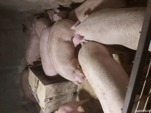 purcei și porci 