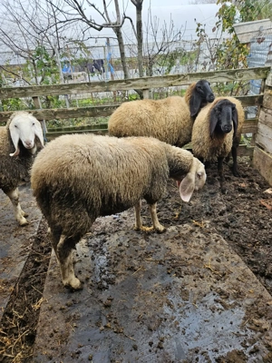 Berbec Bergamasca  - imagine 3