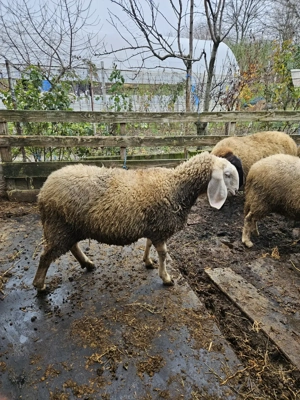 Berbec Bergamasca  - imagine 2