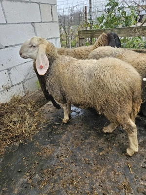 Berbec Bergamasca  - imagine 4