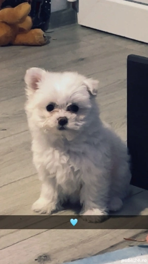 Vând Bichon Maltese