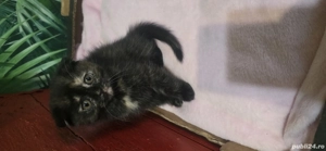 vând pisici british shorthair 