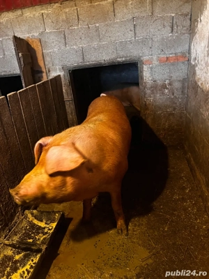 De vanzare! - imagine 2