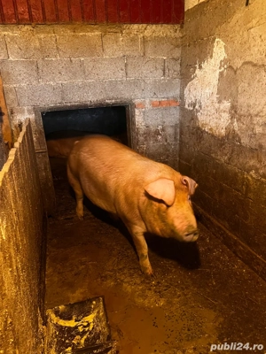 De vanzare! - imagine 3