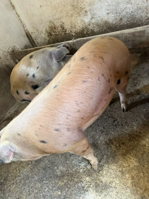 Porci duroc cu pietran de vânzare  - imagine 2