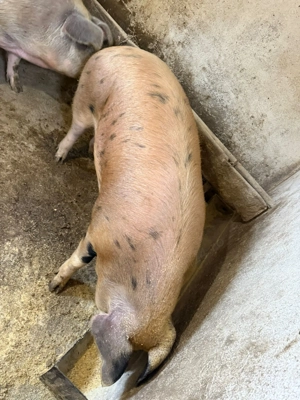 Porci duroc cu pietran de vânzare  - imagine 3