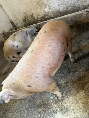 Porci duroc cu pietran de vânzare  - imagine 5