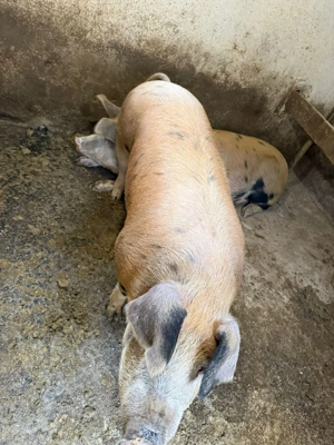 Porci duroc cu pietran de vânzare 