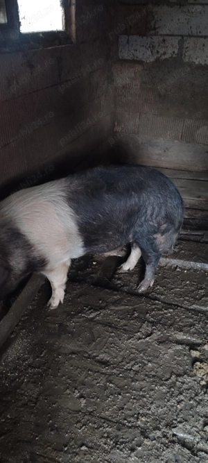 Porc de vânzare 150-170 kg, crescuți natural  - imagine 3