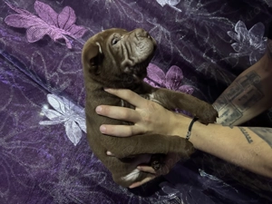 SHAR PEI disponibil!