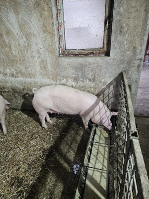 Vând Porc 110 - 140 kg  - imagine 2