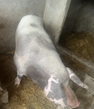 Vând  purcea de 260-270kg,și doi purci de 70 și  90kg - imagine 2