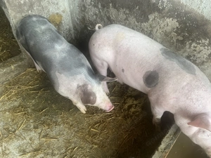 Vând  purcea de 260-270kg,și doi purci de 70 și  90kg - imagine 5