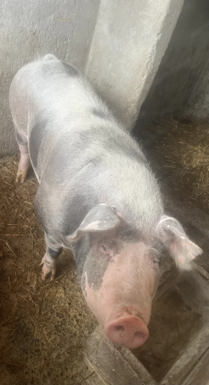 Vând  purcea de 260-270kg,și doi purci de 70 și  90kg - imagine 3