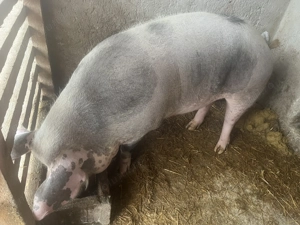 Vând  purcea de 260-270kg,și doi purci de 70 și  90kg - imagine 4