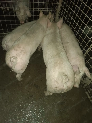 Vând porci de tăiat - imagine 10