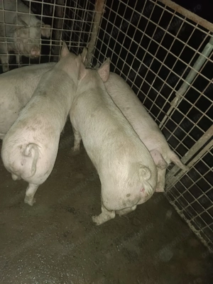 Vând porci de tăiat - imagine 9