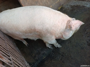 Vând porc  - imagine 2