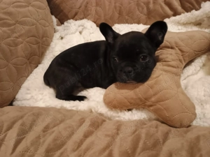  Vând Buldogei frumoși și grasunei rasa pură!